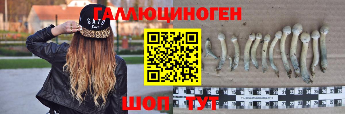 Волхов  Галлюциногенные грибы GOLDEN TEACHER  Псилоцибиновые грибы мицелий  Вход с VPN 